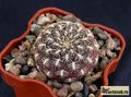 SULCOREBUTIA mariana HS15